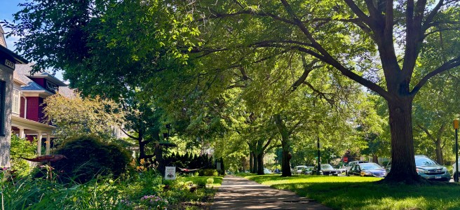 Evanston tree-line street